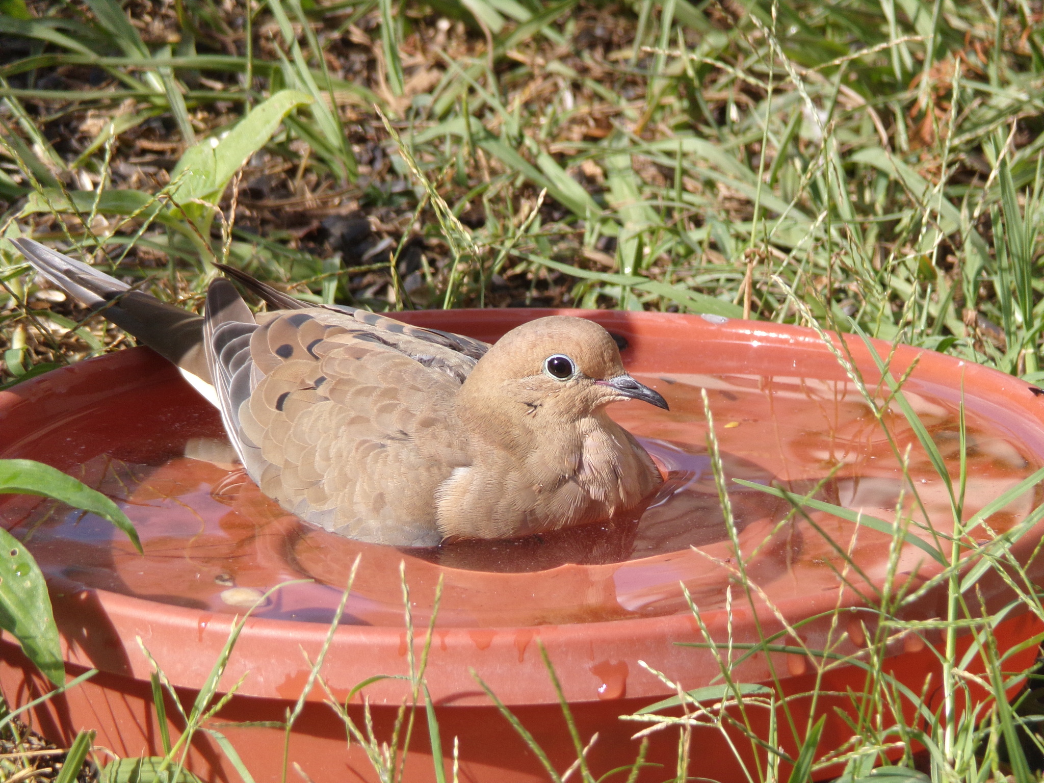 Mourning Dove illustration