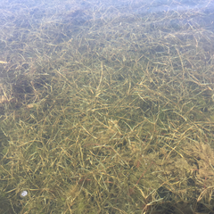 Potamogeton berchtoldii