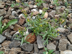 Senecio dubitabilis