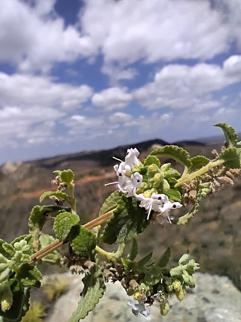 Mesosphaerum caatingense