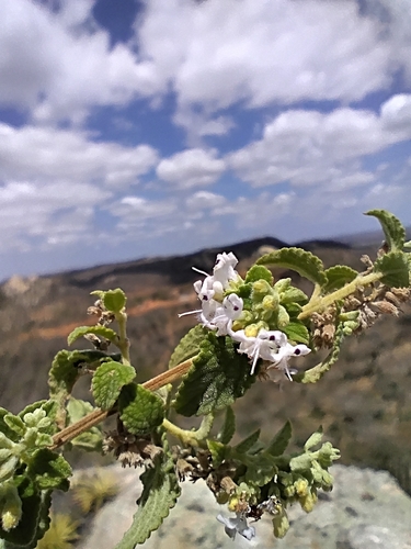 Mesosphaerum caatingense