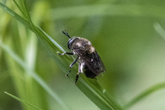 Microdon manitobensis