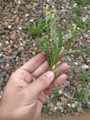 Senecio dubitabilis