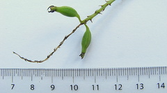 Notylia pubescens