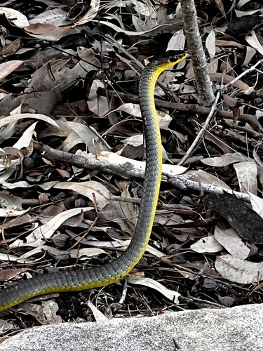 Common Tree Snake sighting