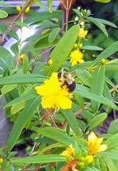 Bombus impatiens