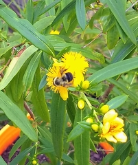 Bombus impatiens