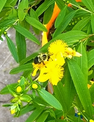 Bombus impatiens