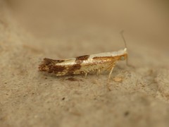 Argyresthia bonnetella
