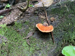 Pycnoporellus