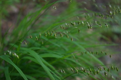 Melica picta