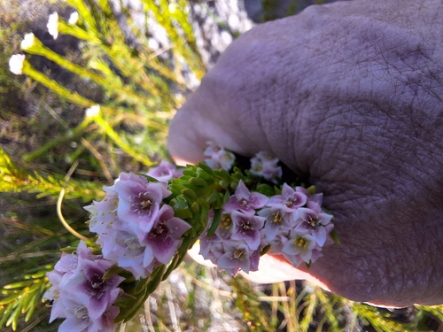 Image of Lachnaea densiflora by (c) Adele SL, some rights reserved (CC BY)