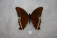Papilio nireus pseudonireus