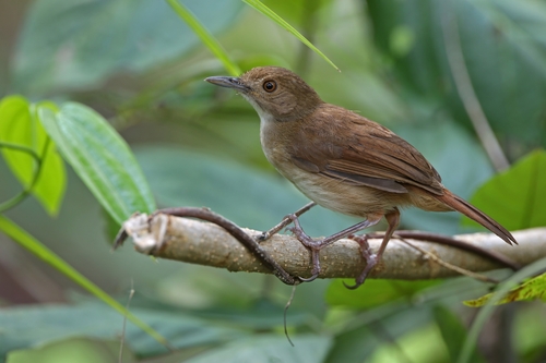 Sulawesi Babbler (Pellorneum celebense), photo 10