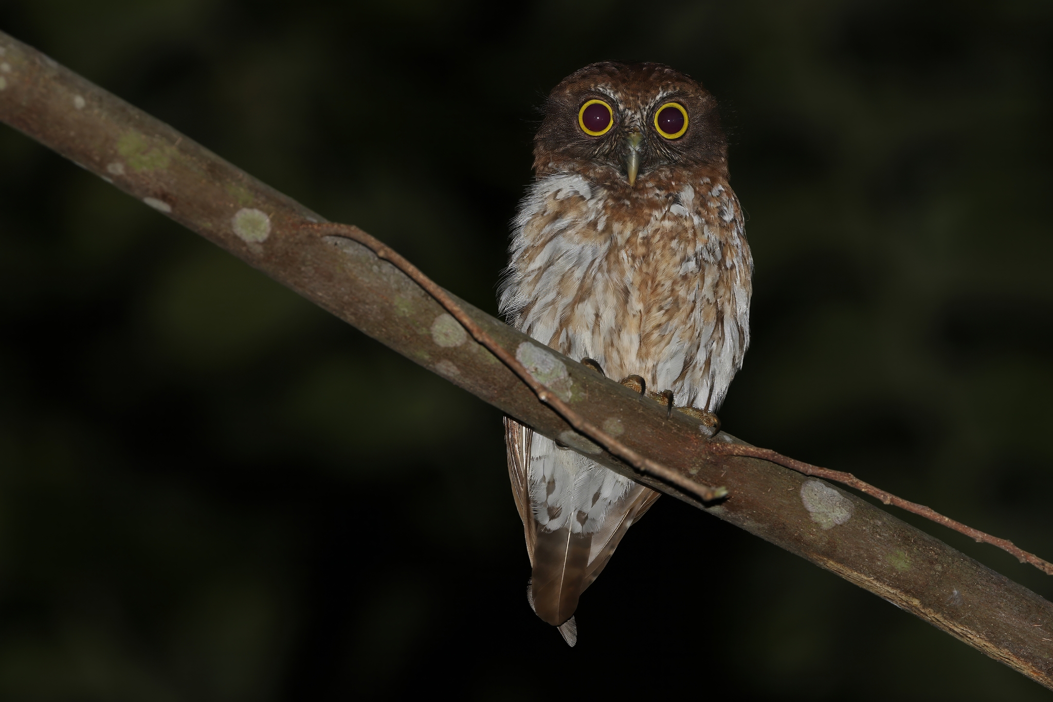 Togian Boobook (Ninox burhani), photo 2