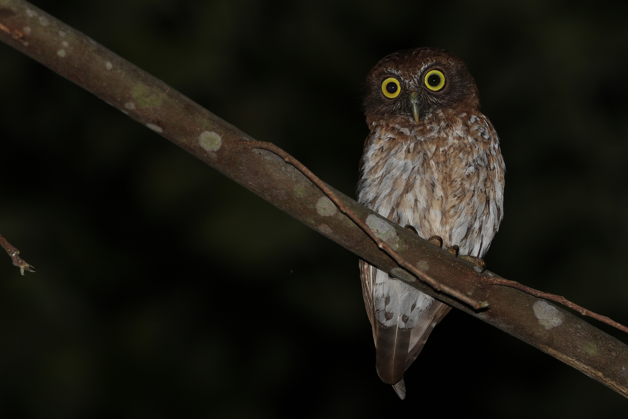 Togian Boobook (Ninox burhani), photo 1