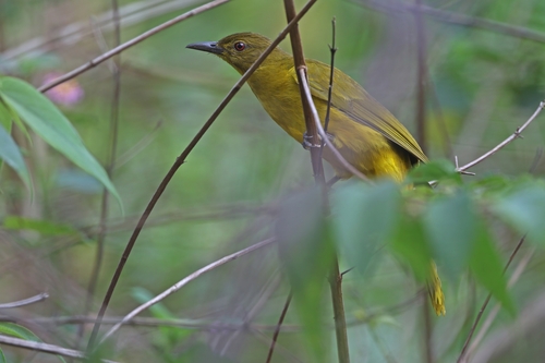 Togian Golden Bulbul (Hypsipetes aureus), photo 6