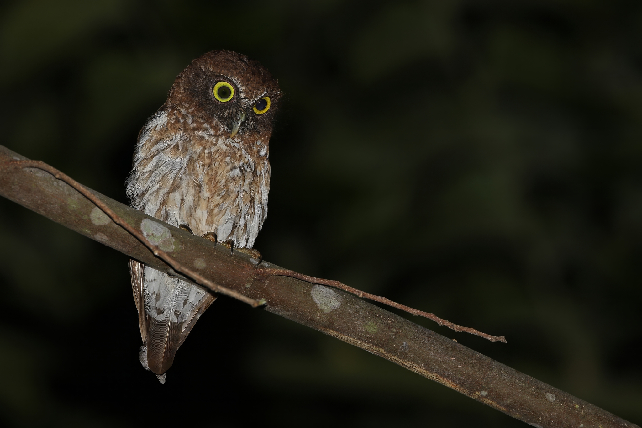 Togian Boobook (Ninox burhani), photo 3