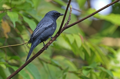 Sulawesi Cicadabird (Edolisoma morio), photo 5