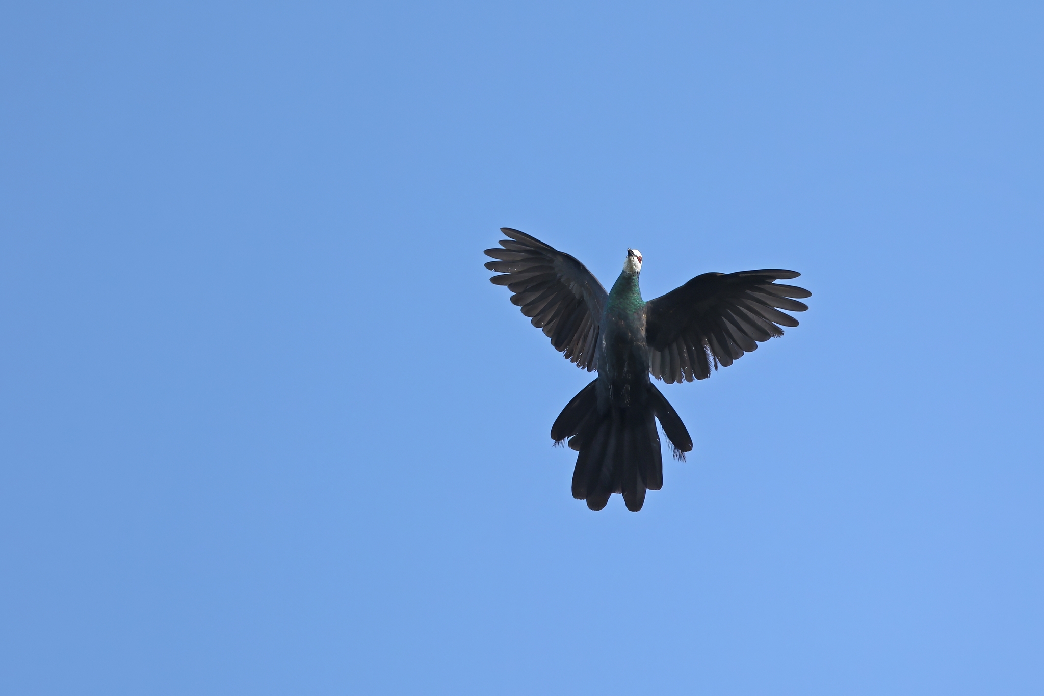 White-faced Cuckoo-Dove (Turacoena manadensis), photo 9