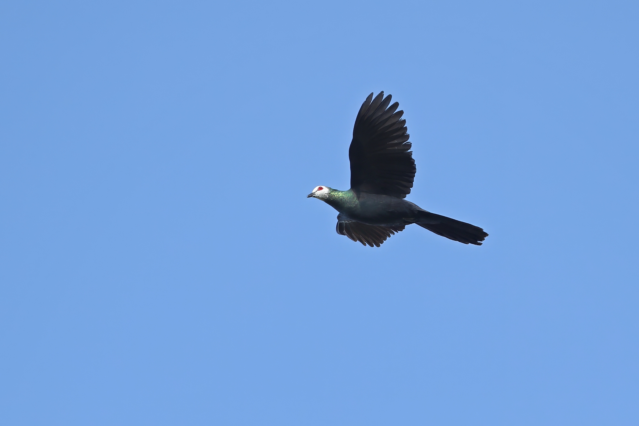 White-faced Cuckoo-Dove (Turacoena manadensis), photo 10