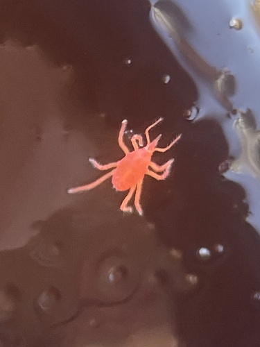 Intertidal Red Mite photo 2