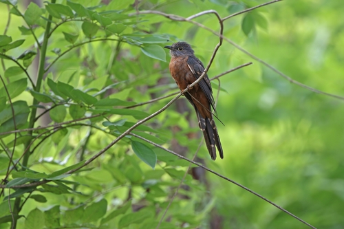 Sulawesi Brush Cuckoo (Cacomantis virescens), photo 6