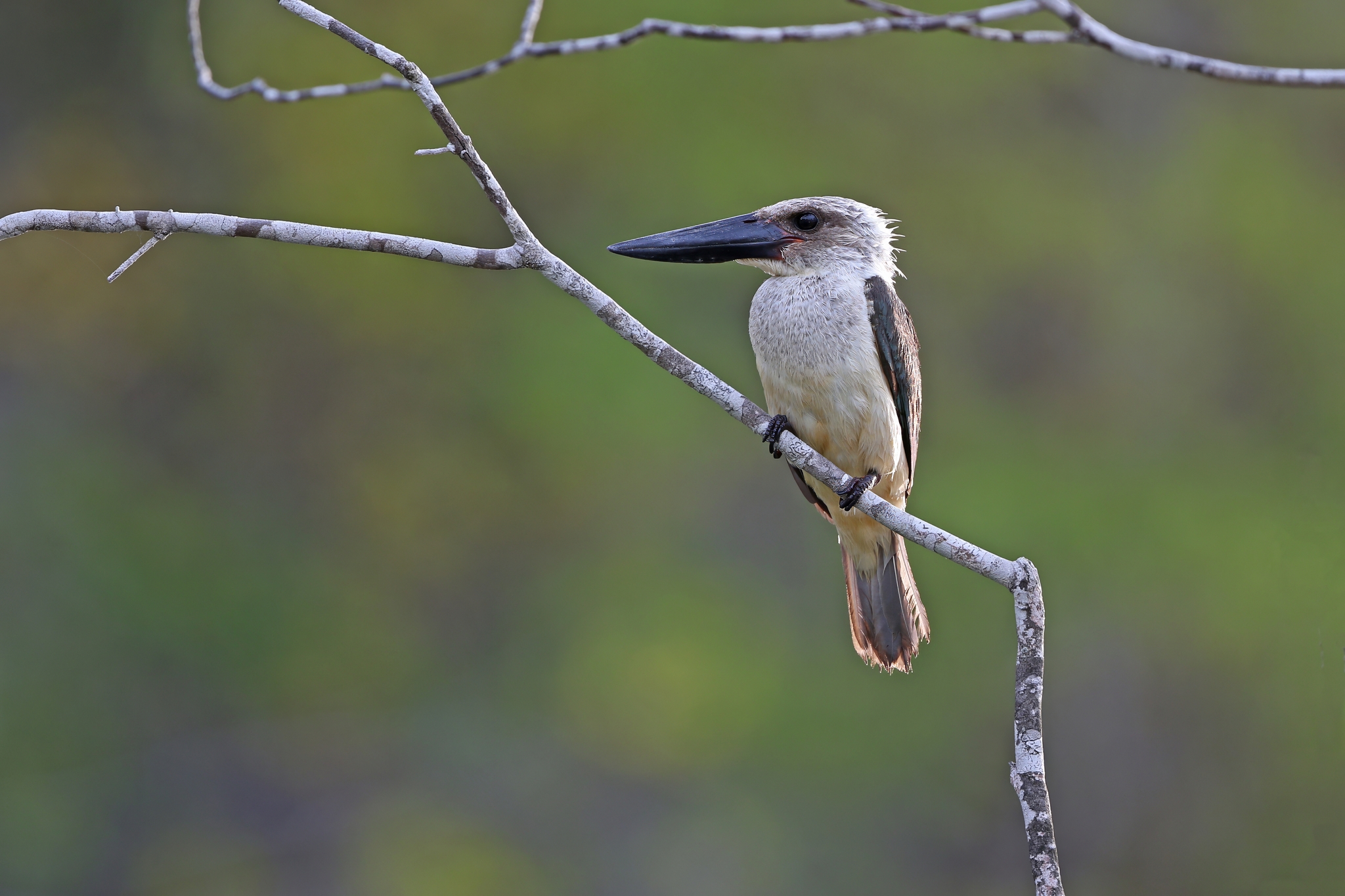 Great-billed Kingfisher (Pelargopsis melanorhyncha), photo 9