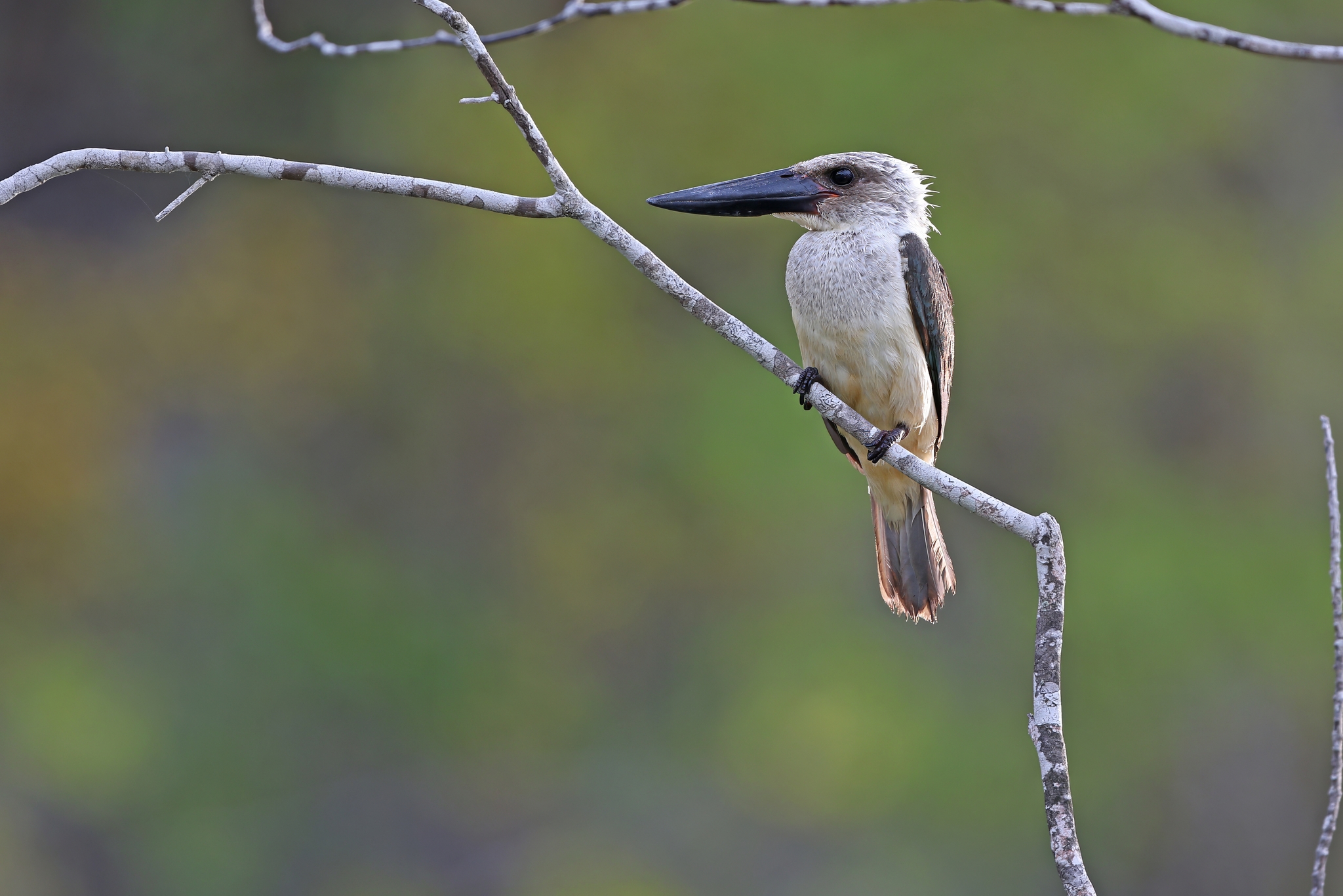 Great-billed Kingfisher (Pelargopsis melanorhyncha), photo 10