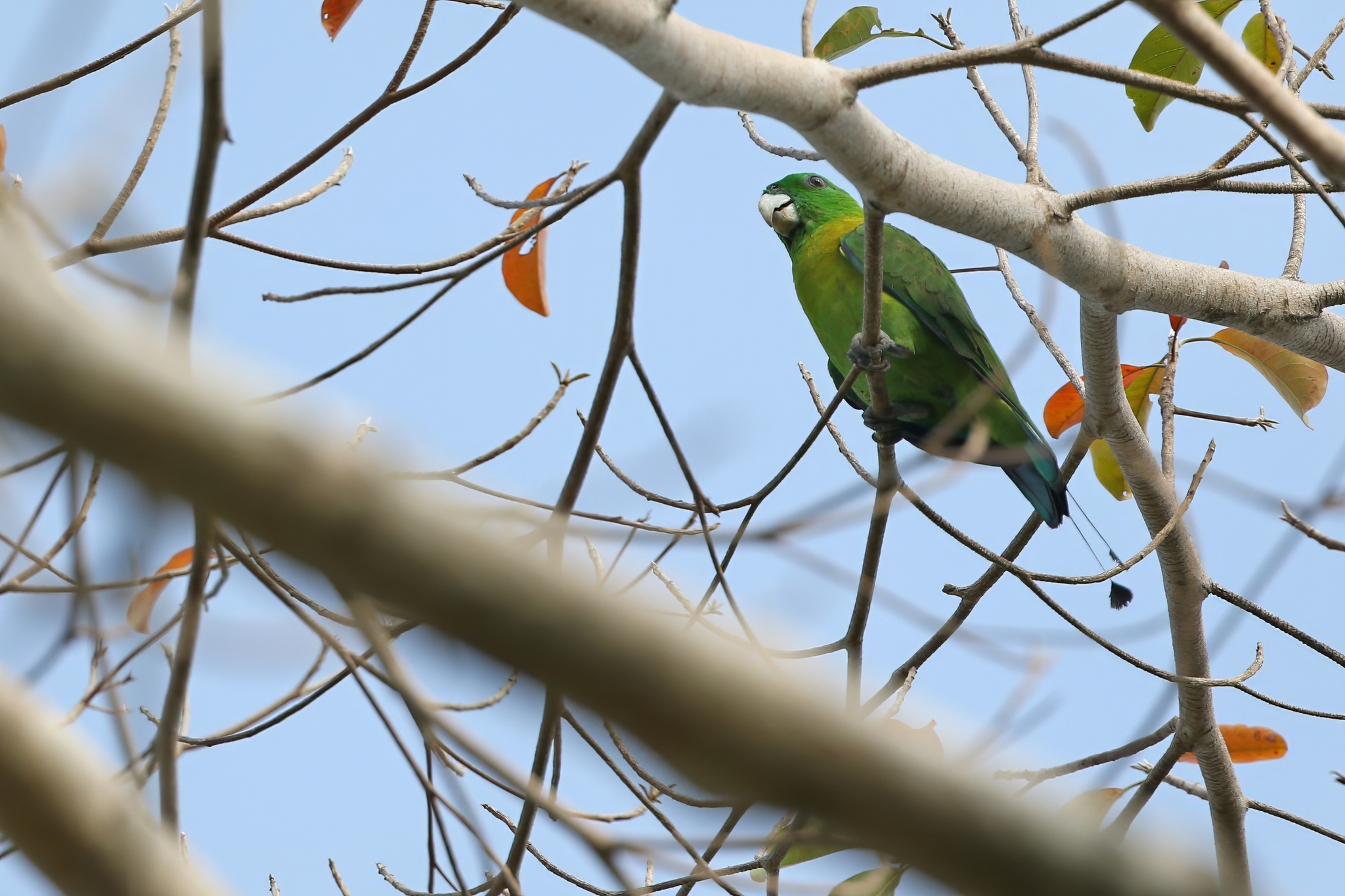 Yellow-breasted Racket-tail (Prioniturus flavicans), photo 7