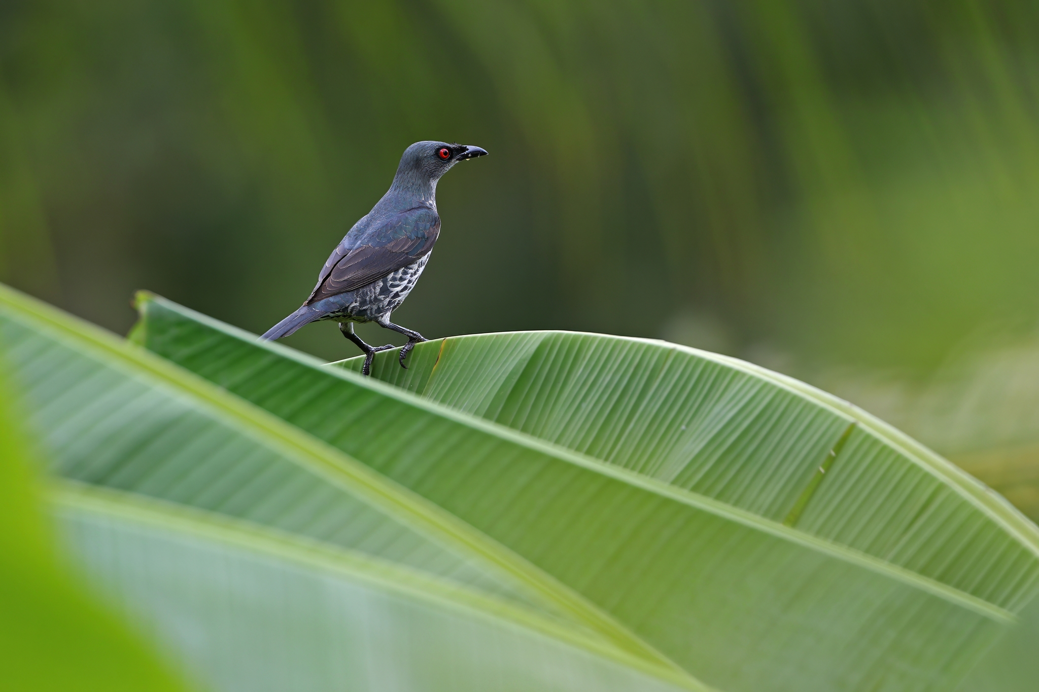 Asian Glossy Starling