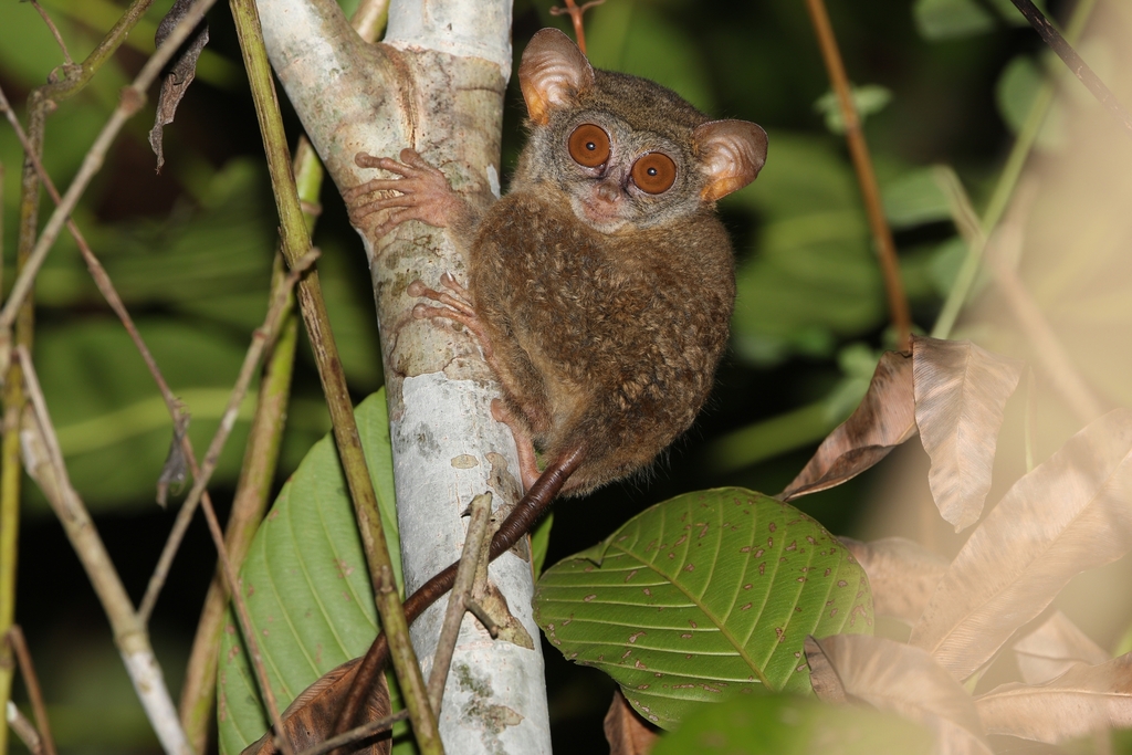 Niemitz's Tarsier