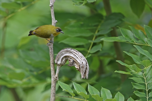 Togian White-eye (Zosterops somadikartai), photo 3
