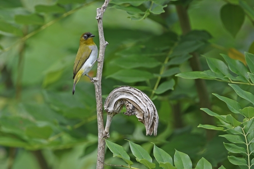 Togian White-eye (Zosterops somadikartai), photo 2
