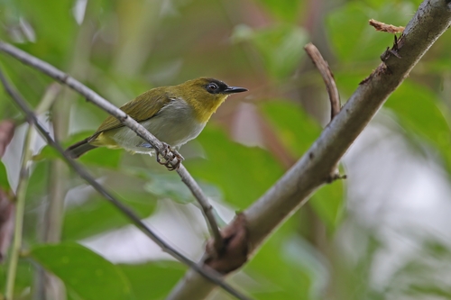 Togian White-eye (Zosterops somadikartai), photo 5