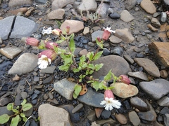 Silene lacera