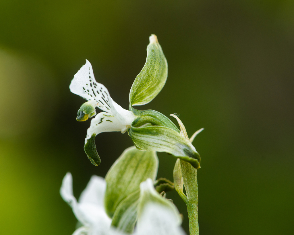 Chloraea galeata