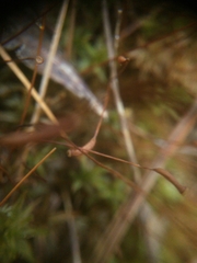 Atrichum altecristatum