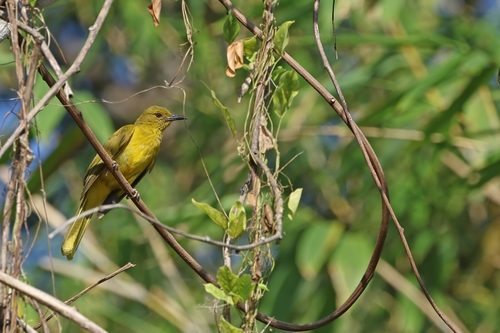 Sula Golden Bulbul (Hypsipetes longirostris), photo 3