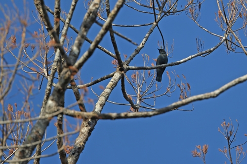 Sula Cicadabird (Edolisoma sula), photo 2