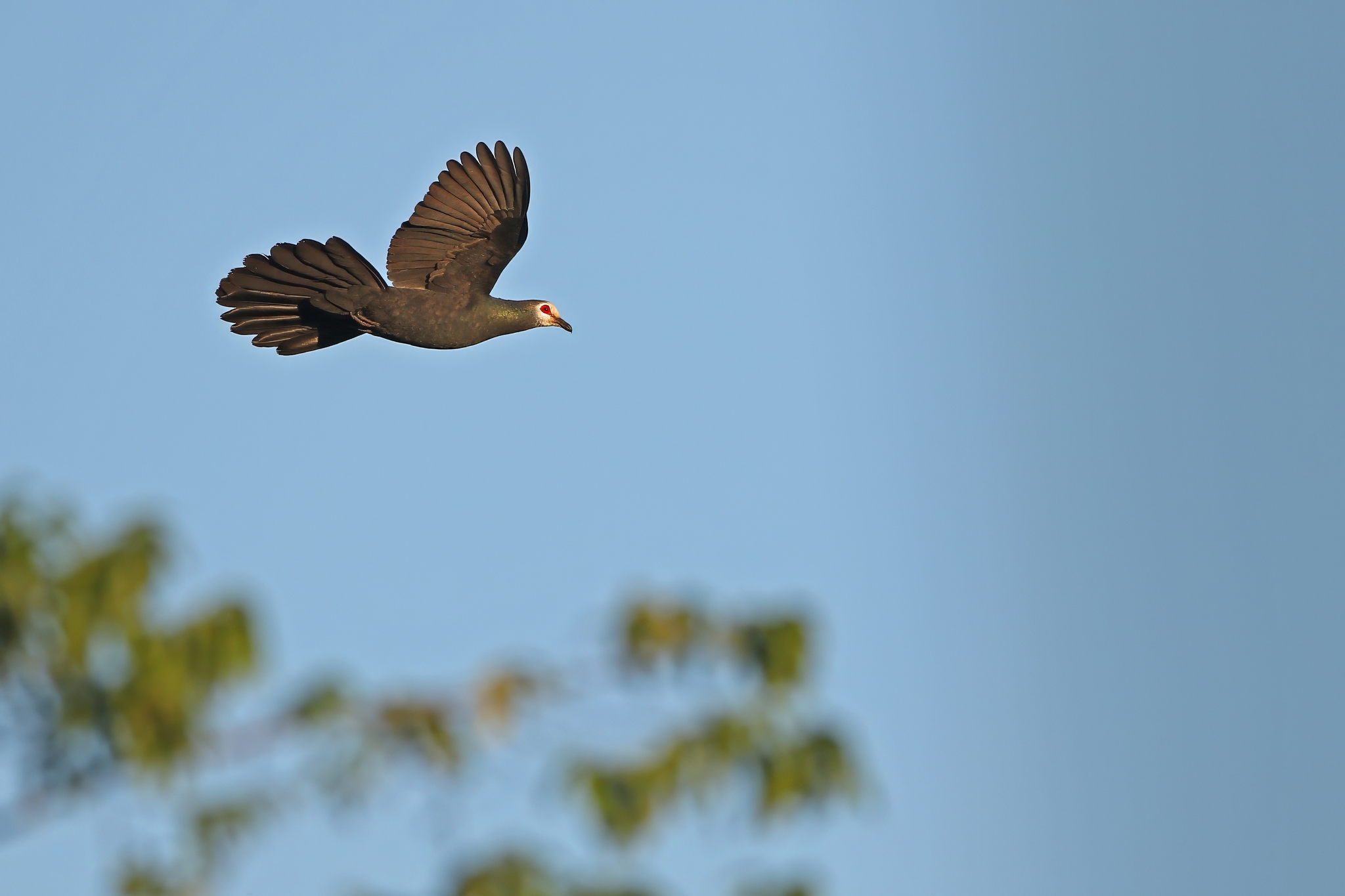 Sula Cuckoo-Dove (Turacoena sulaensis), photo 4