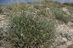 Convolvulus calvertii ruprechtii