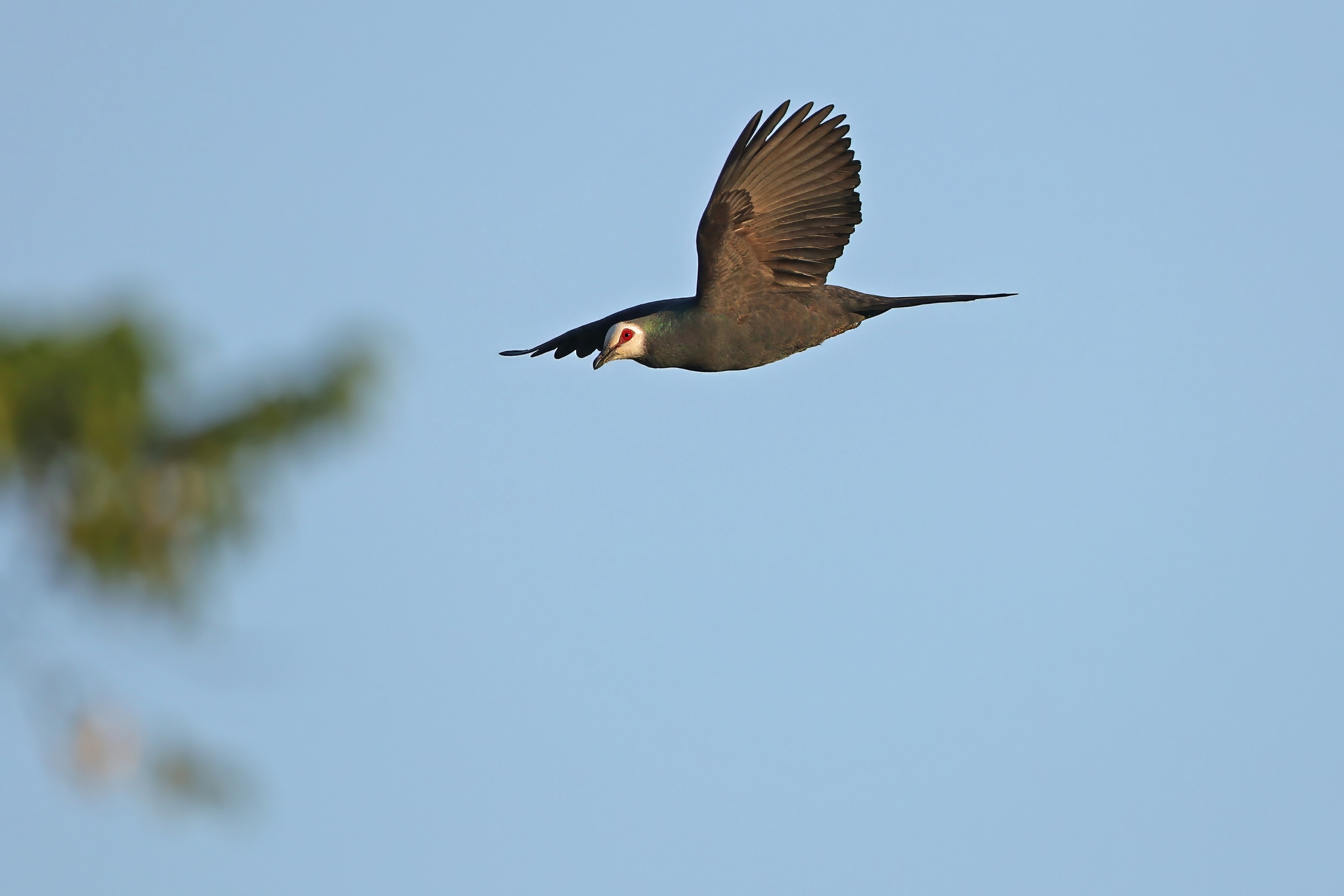 Sula Cuckoo-Dove (Turacoena sulaensis), photo 3