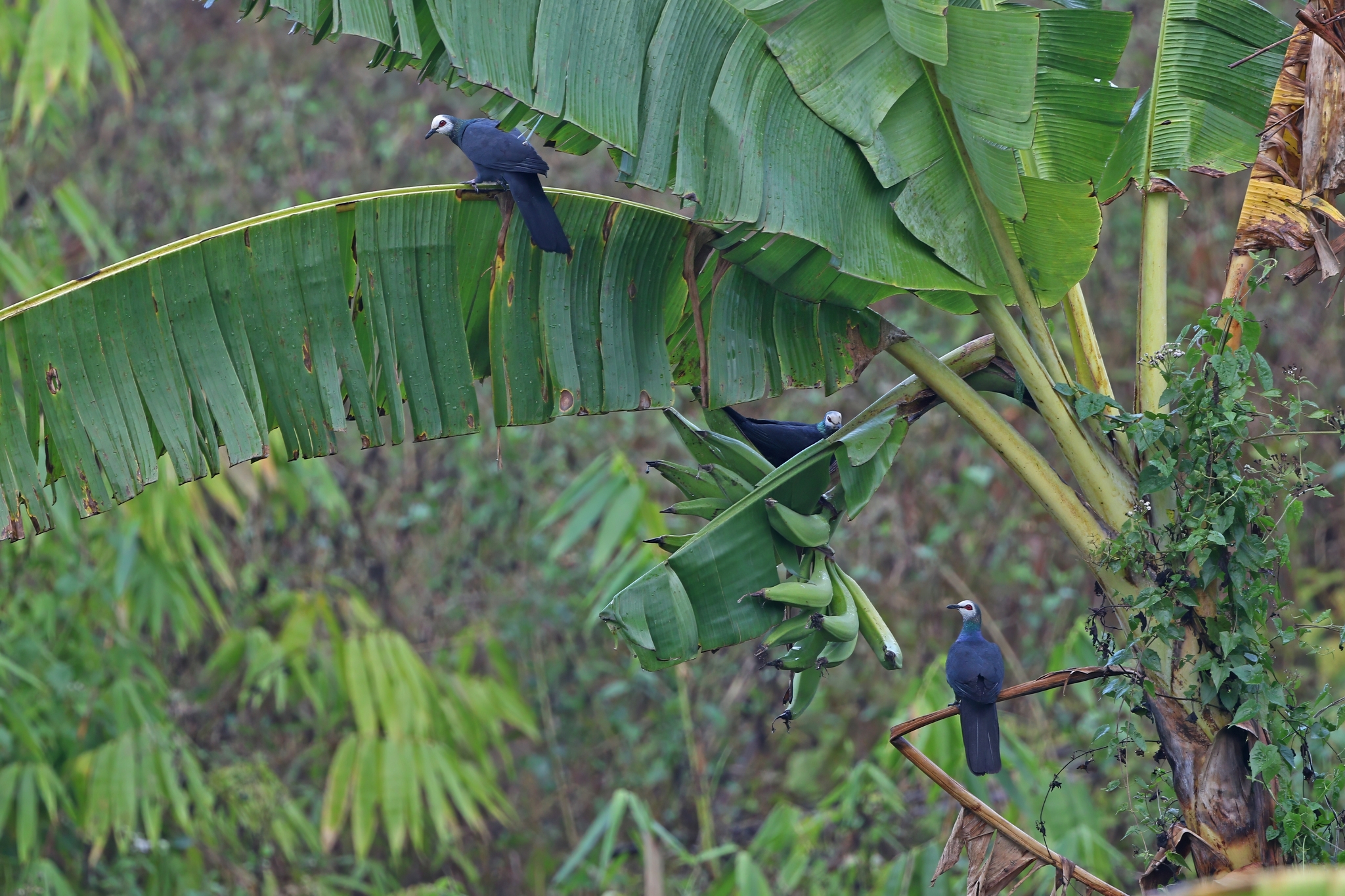 Sula Cuckoo-Dove (Turacoena sulaensis), photo 5