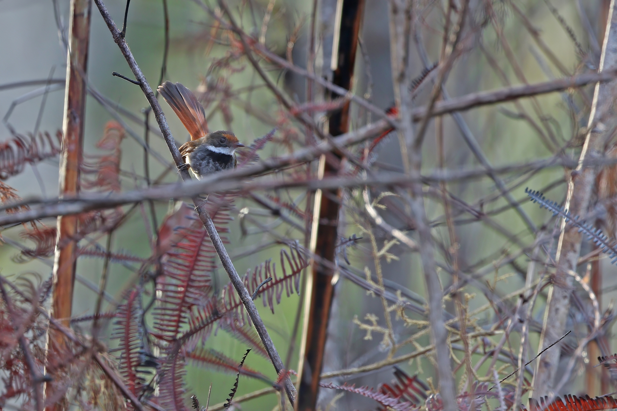 Taliabu Fantail (Rhipidura sulaensis), photo 4