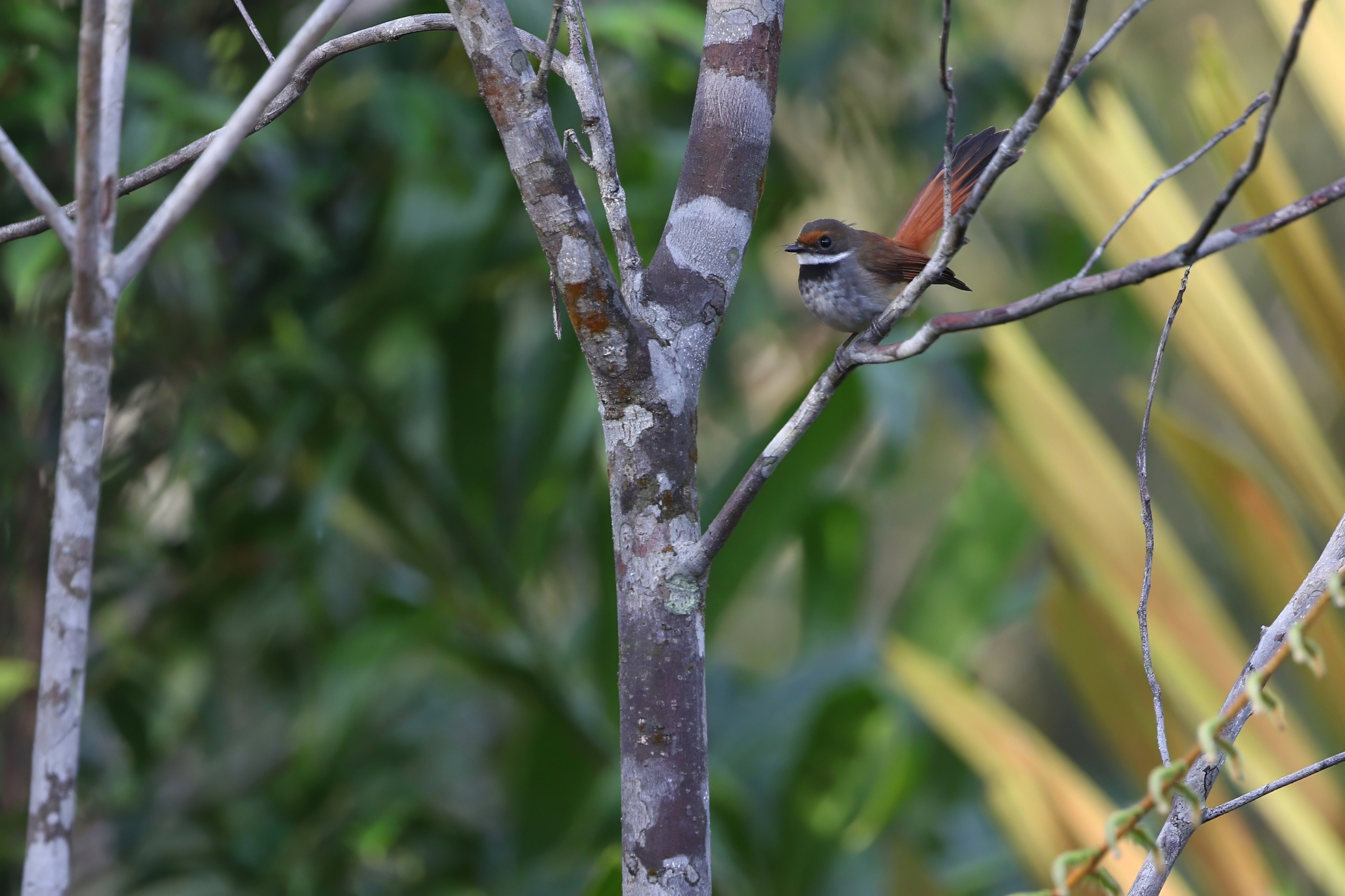 Taliabu Fantail (Rhipidura sulaensis), photo 5