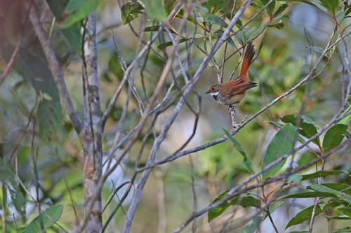 Taliabu Fantail (Rhipidura sulaensis), photo 7