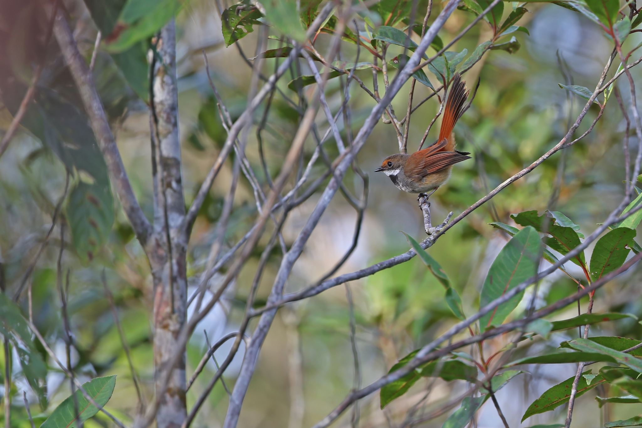 Taliabu Fantail (Rhipidura sulaensis), photo 3