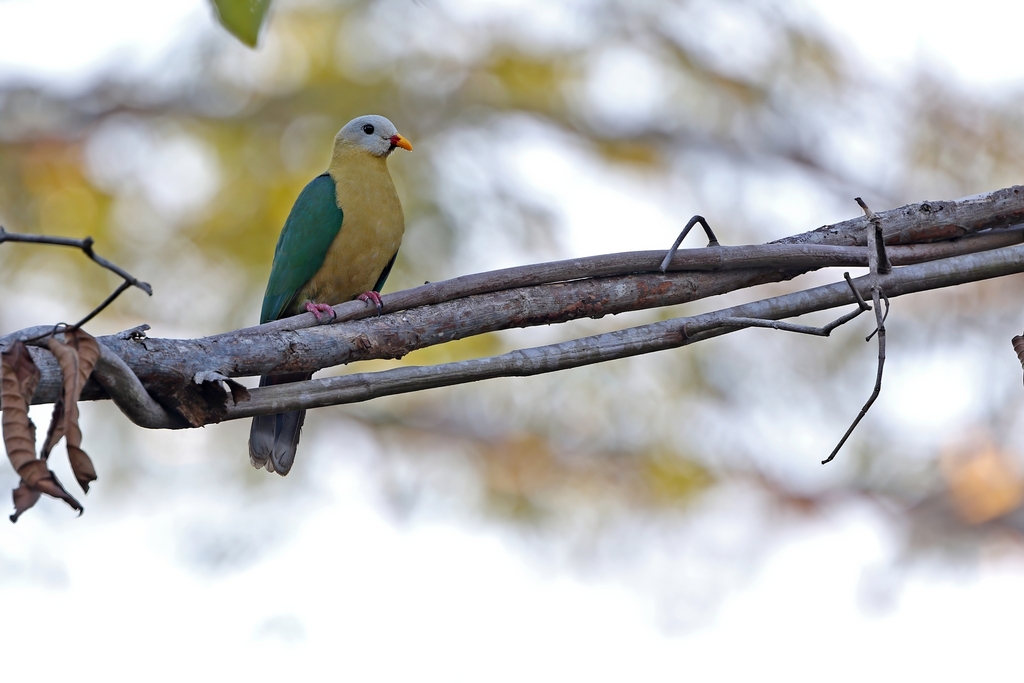 Sula Fruit-Dove