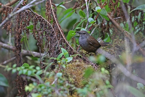 Taliabu Bush Warbler (Locustella portenta), photo 3